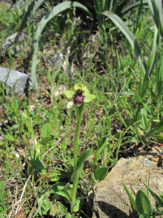 Ophrys bombyliflora